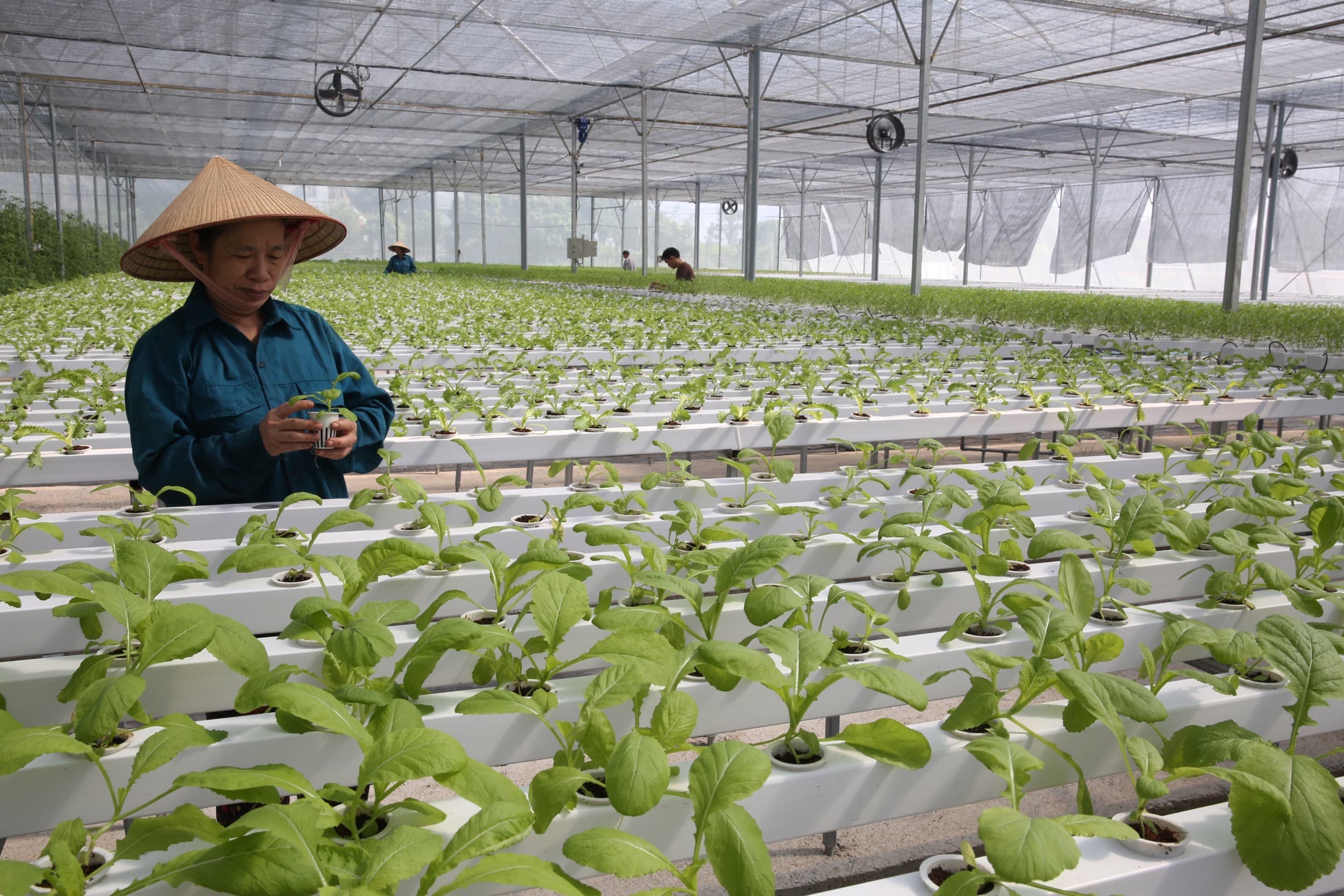 Thúc đẩy kinh tế Thủ đô nhờ nông nghiệp công nghệ cao