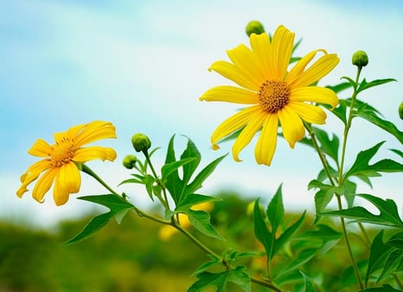 Dã Quỳ nơi miền gió cát