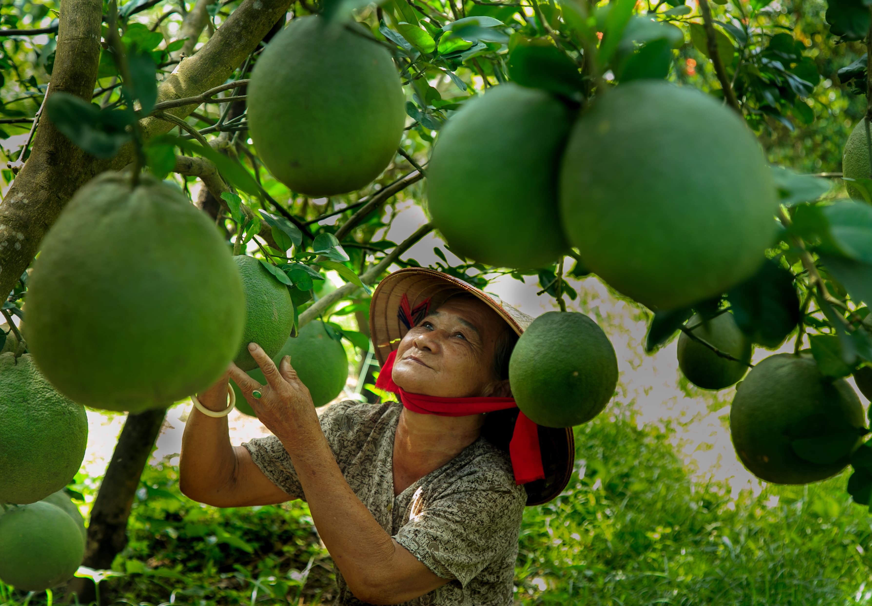 Hương bưởi Bạch Đằng