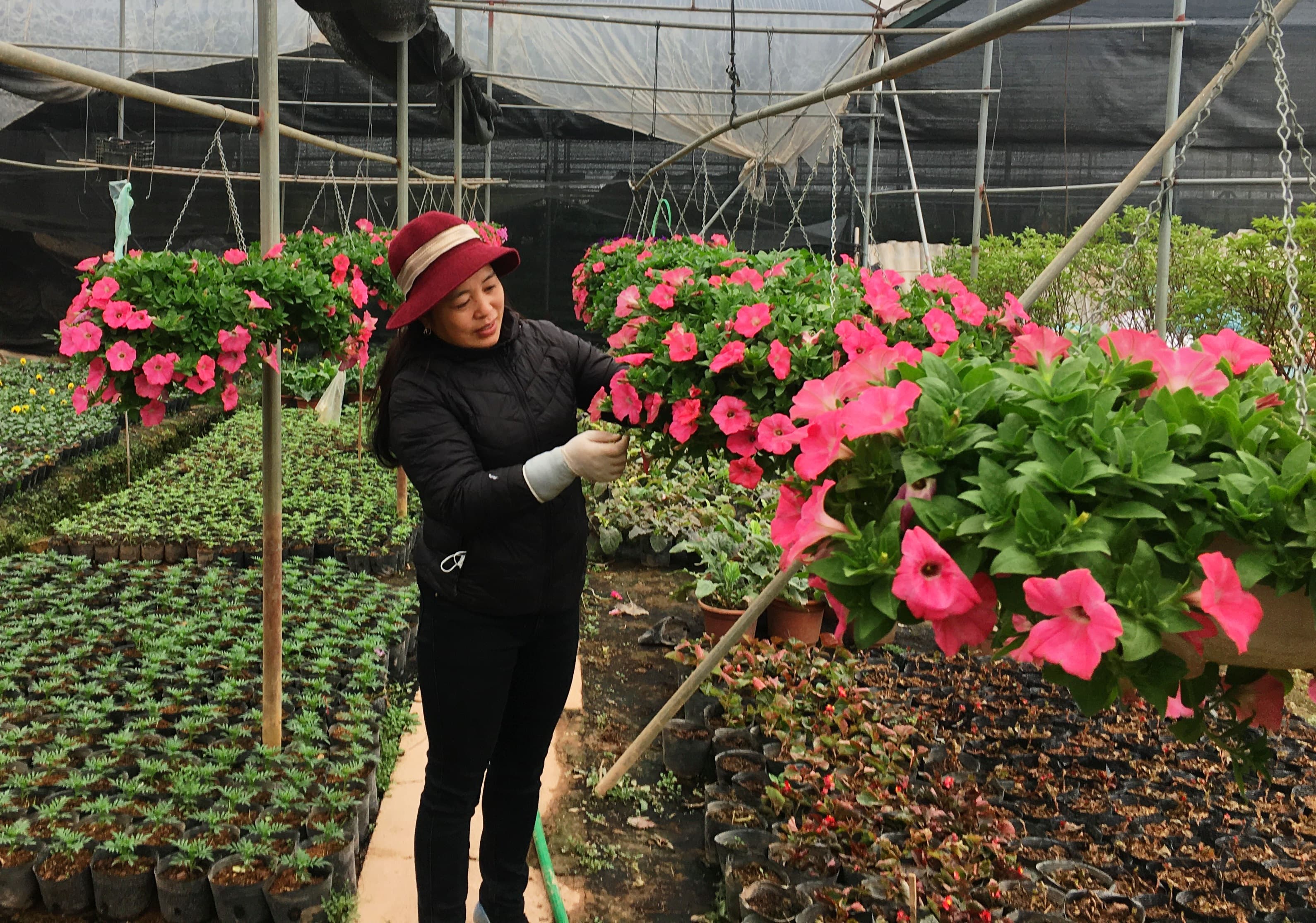 Sắc hoa Xuân Quan rộn ràng đón Tết