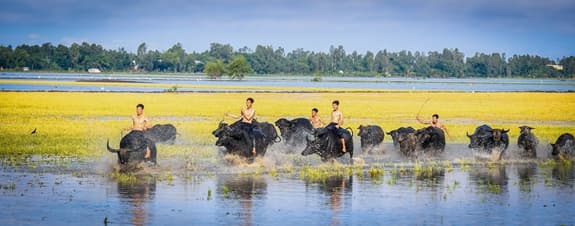 Con trâu không chỉ là “đầu cơ nghiệp”!