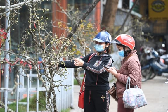 Ngắm hoa lê rừng giữa thủ đô
