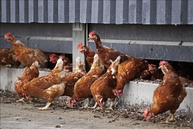 Nga lần đầu tiên phát hiện virus H5N8 ở người