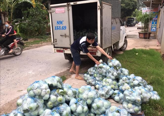 Hàng trăm ha rau màu ở xã vùng dịch của Hưng Yên bị ế đọng