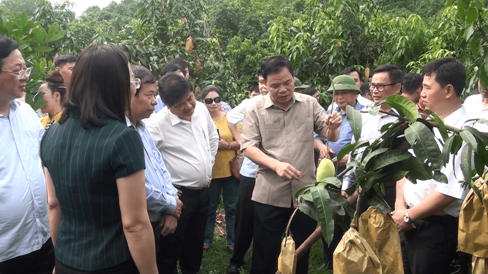 Xoài Chiềng Hặc, bán tại Mỹ