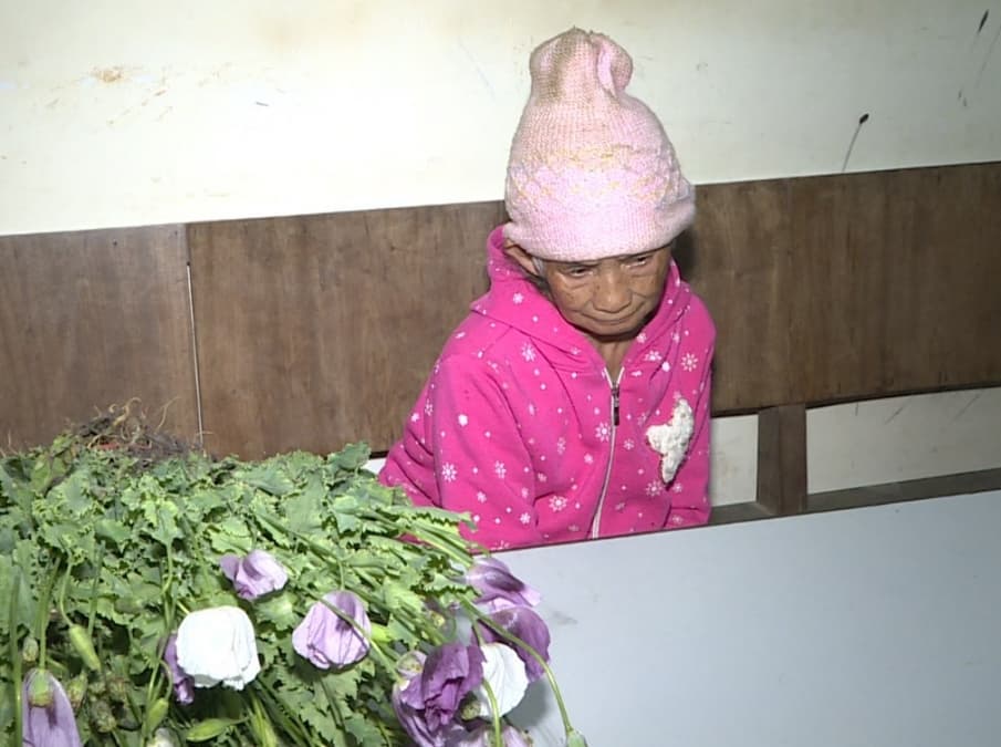Sơn La: Phát hiện 200 cây thuốc phiện trồng trên nương