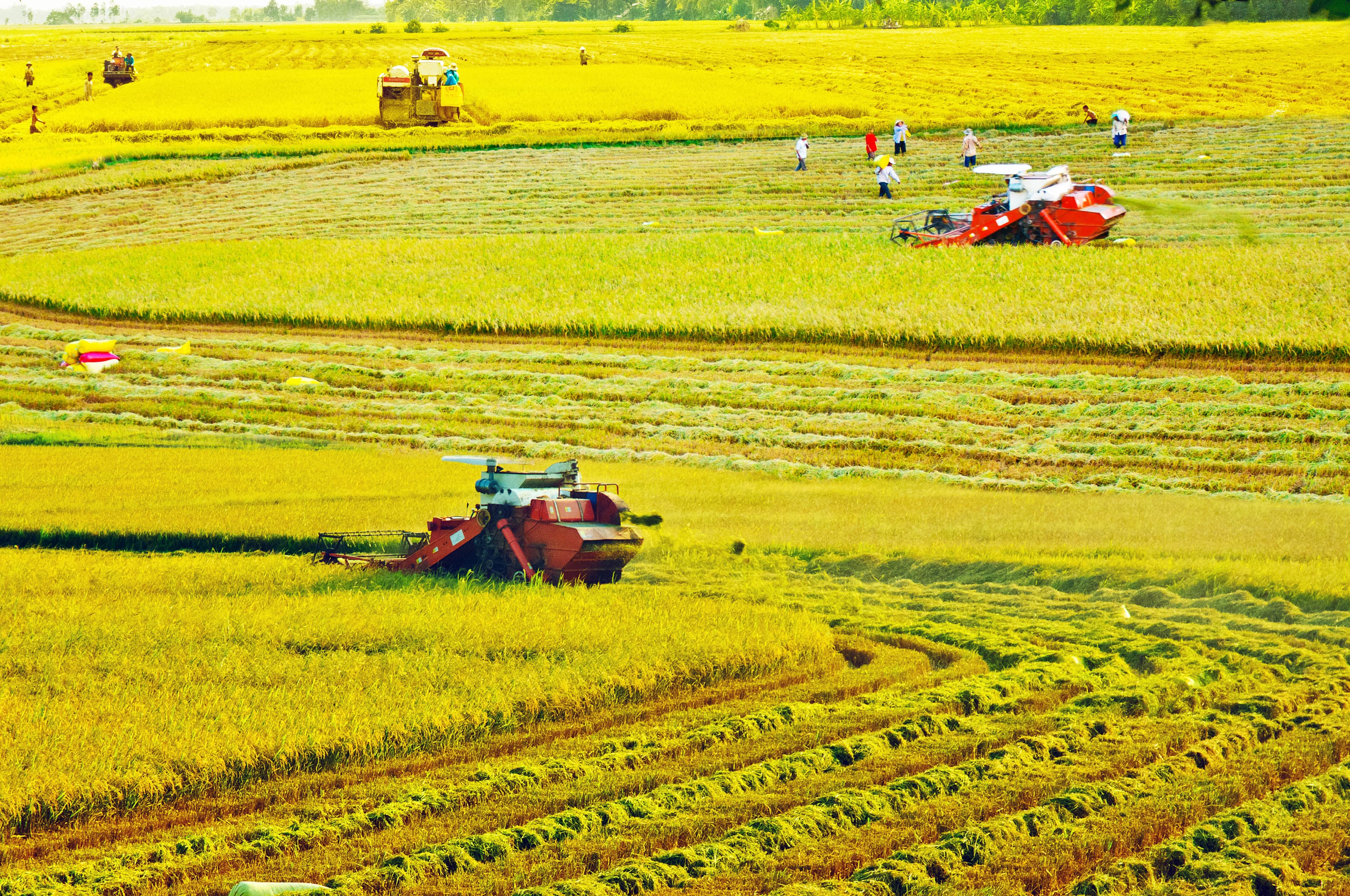 Mùa vàng bội thu trên vùng đất lúa