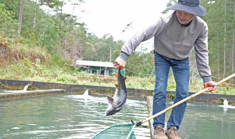 Kiểm soát chặt chẽ việc nhập khẩu cá tầm
