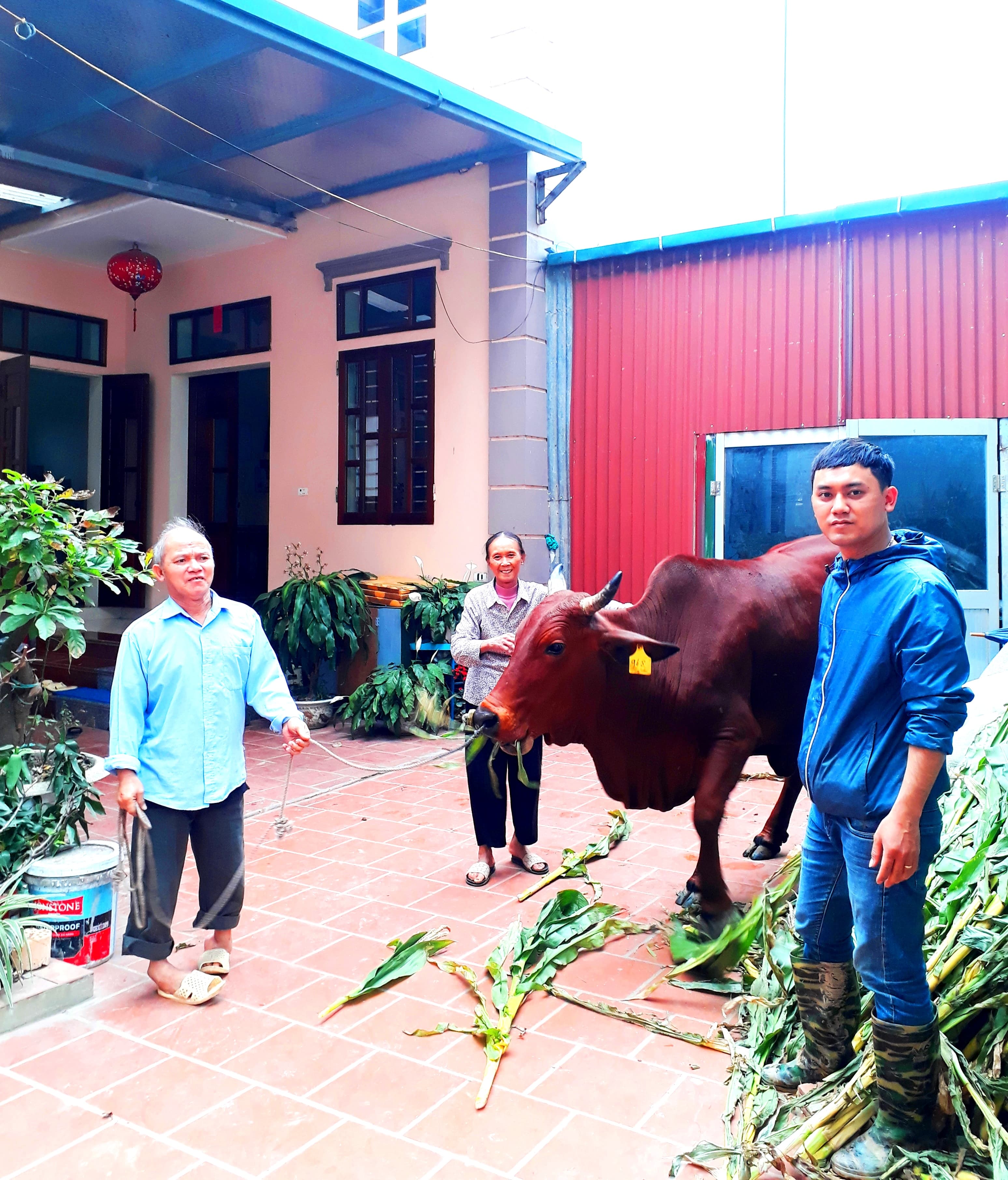 Thoát nghèo nhờ được hỗ trợ bò giống