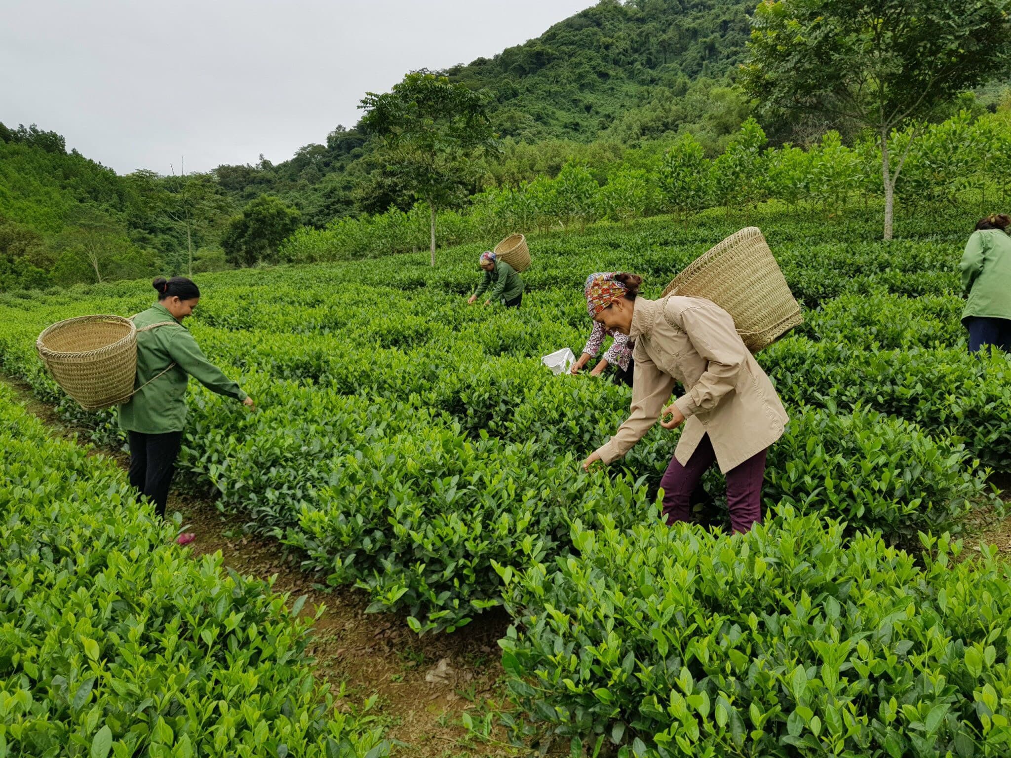 Cần đẩy mạnh tiềm năng phát triển vùng trung du và miền núi phía Bắc