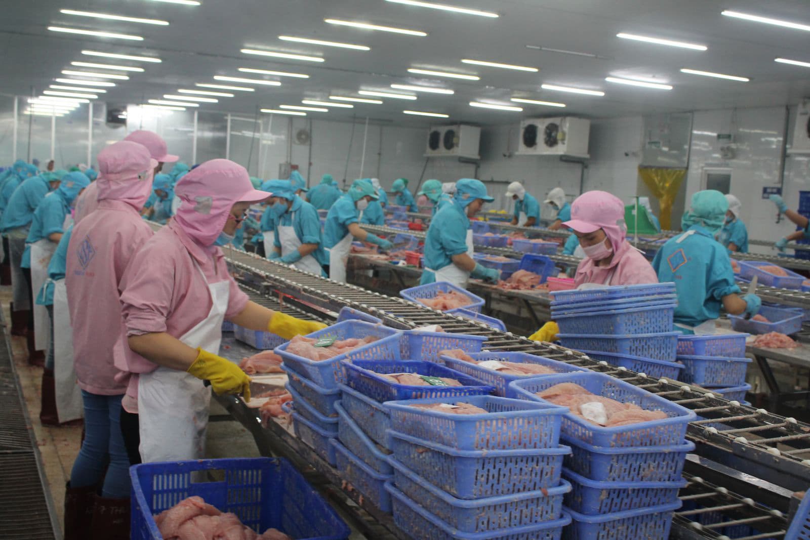 Gam màu sáng cho bức tranh xuất khẩu