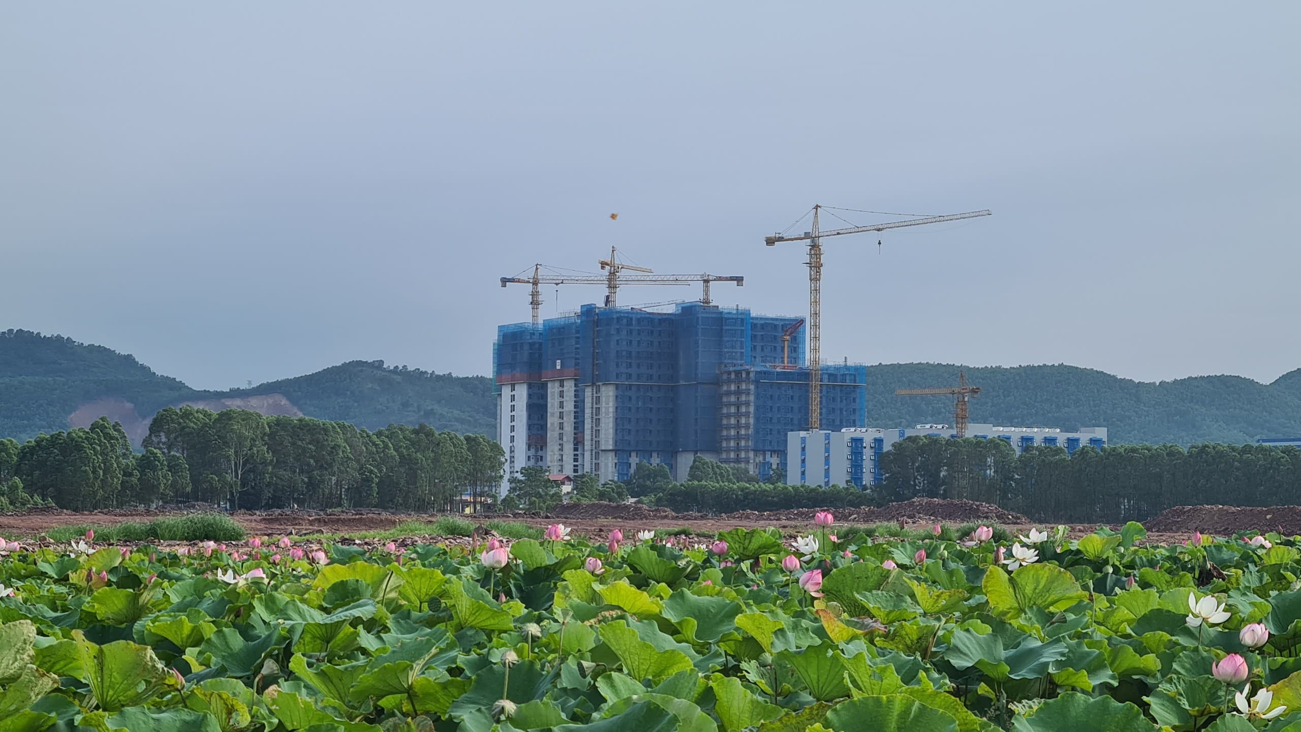 Nhật ký phóng viên: Mùa sen chưa trọn