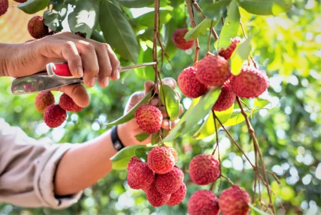 Cơ hội để vải thiều Bắc Giang “xoay chuyển tình thế” giữa tâm dịch