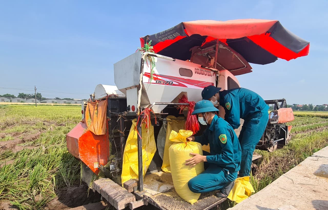 "Sao vuông" trên cánh đồng chiêm