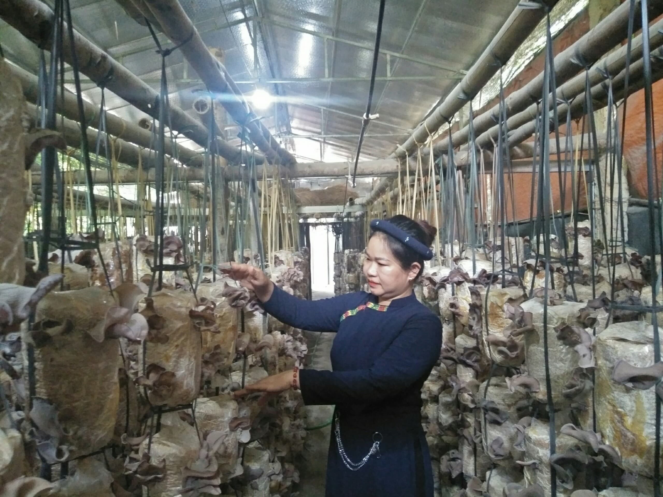 Đam mê trồng nấm sạch