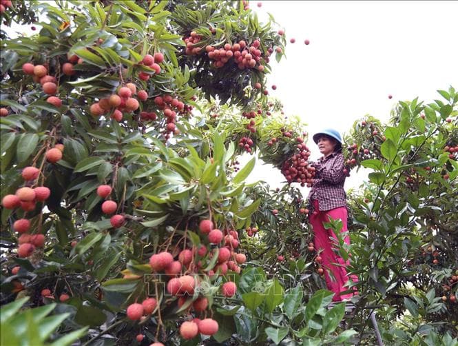 Hơn 113.000 tấn vải thiều tại Bắc Giang đã được tiêu thụ