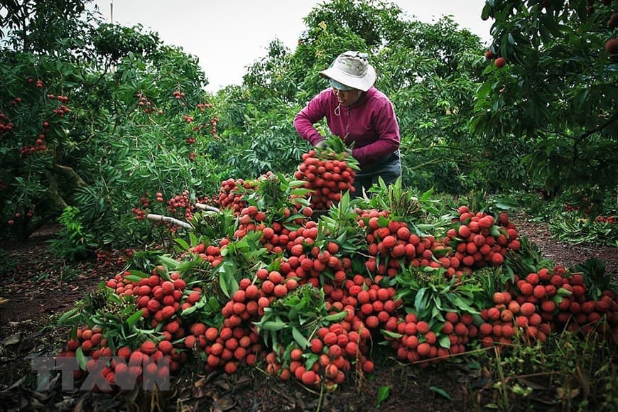 Những đêm khó quên trong vườn vải Lục Ngạn