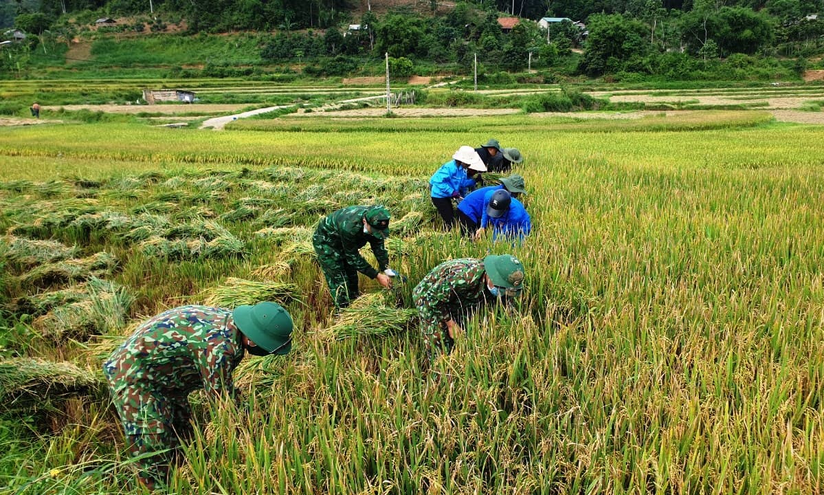 Thắm tình quân dân trong mùa gặt