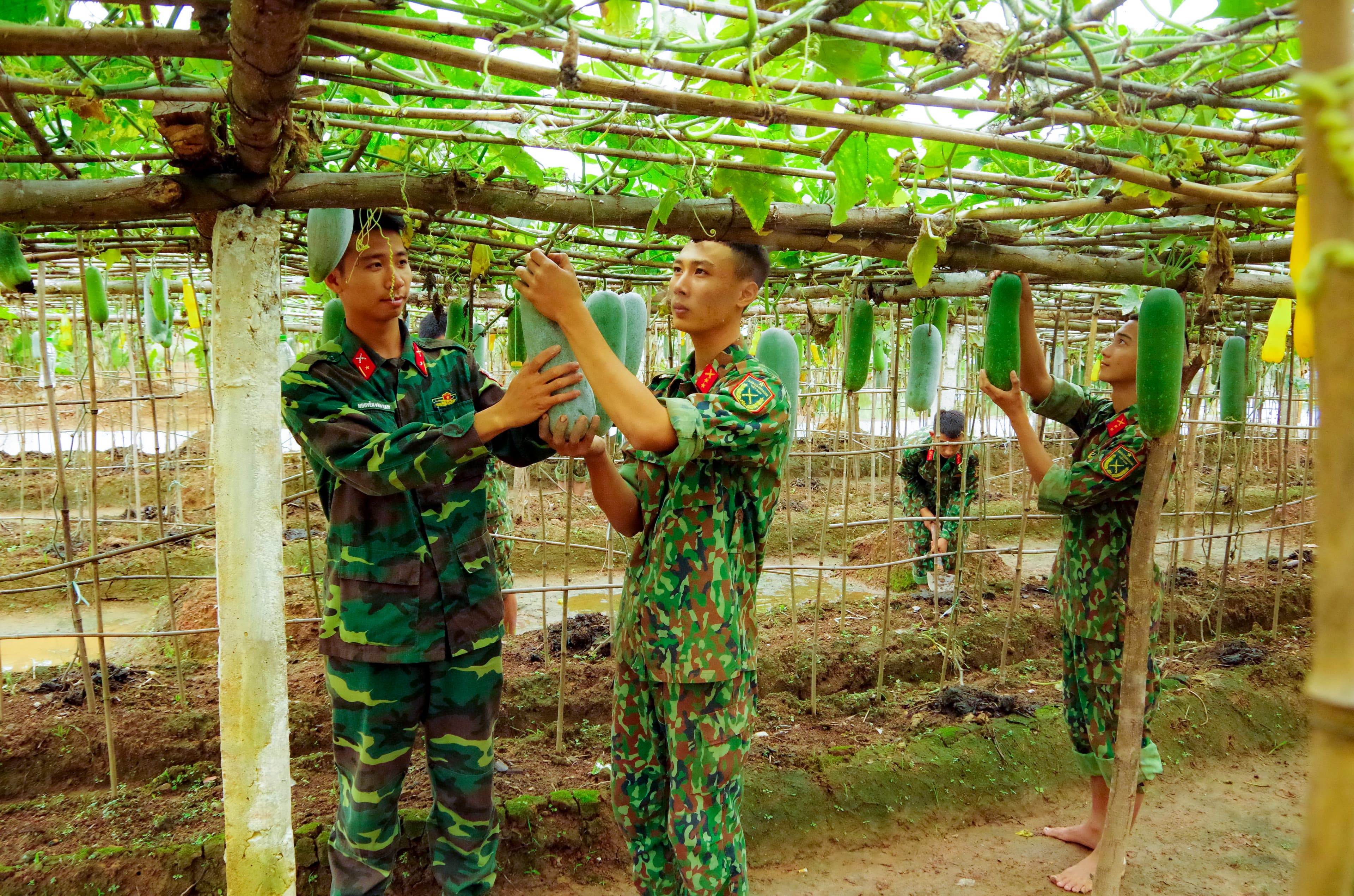 Chuyện tăng gia ở Trung đoàn 43