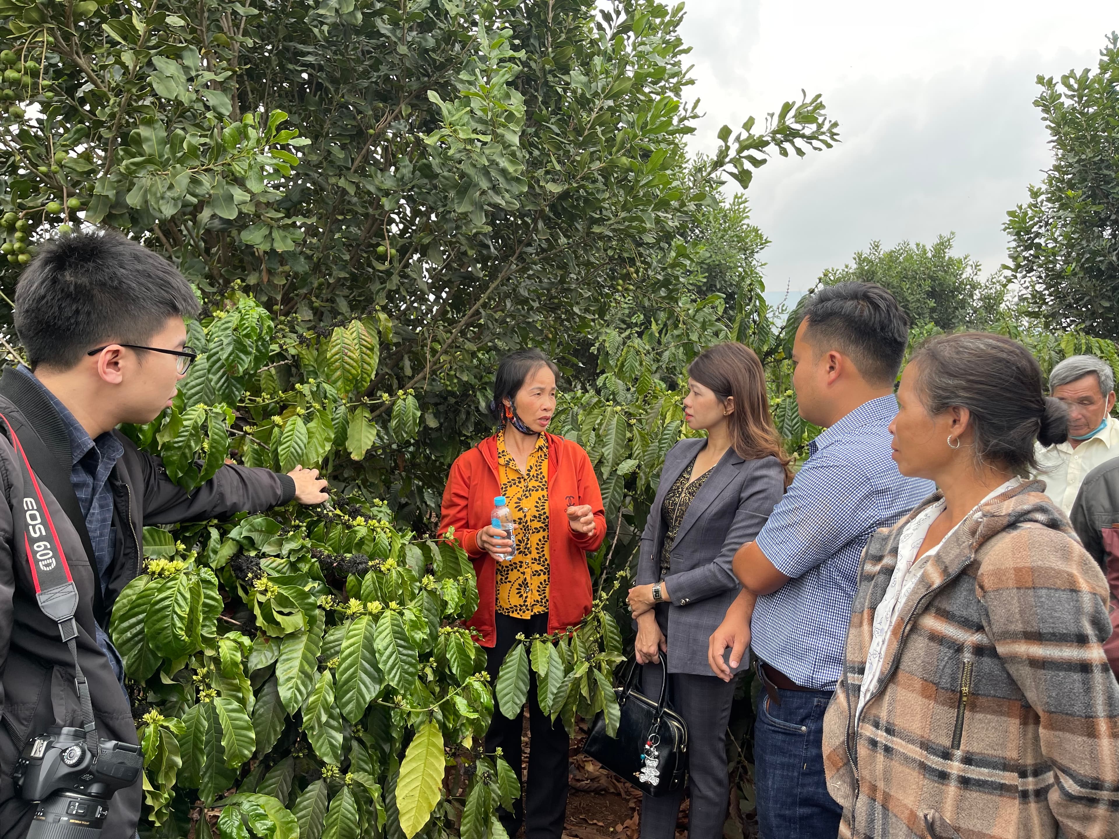 Hiệu quả kép từ phát triển cây mắc ca ở Tây Nguyên