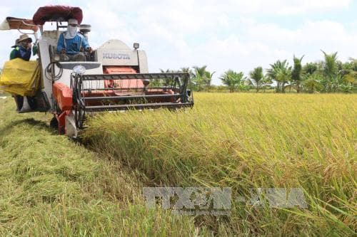 Cần linh hoạt trong thu hoạch nông sản