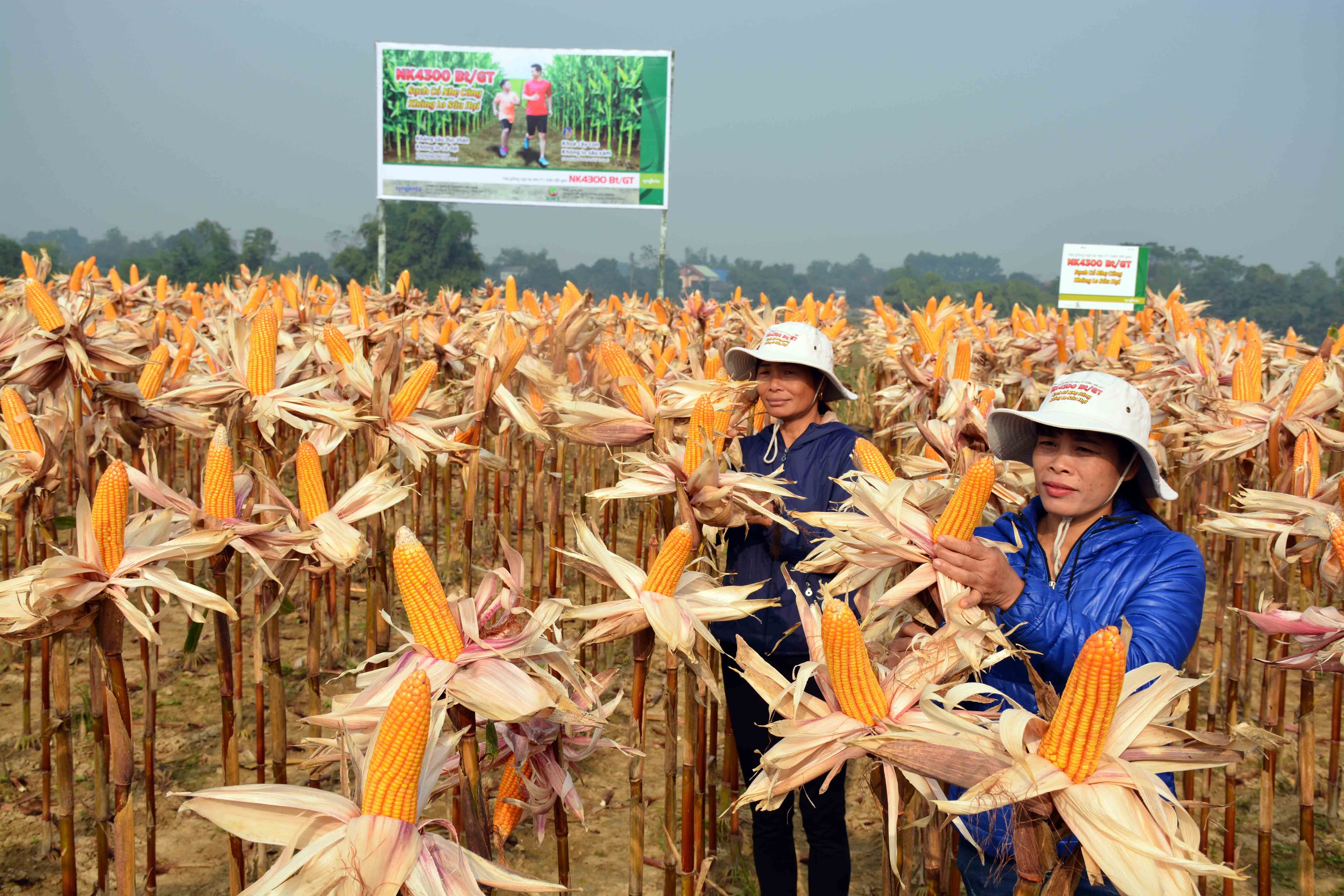Trồng ngô công nghệ sinh học làm thức ăn chăn nuôi