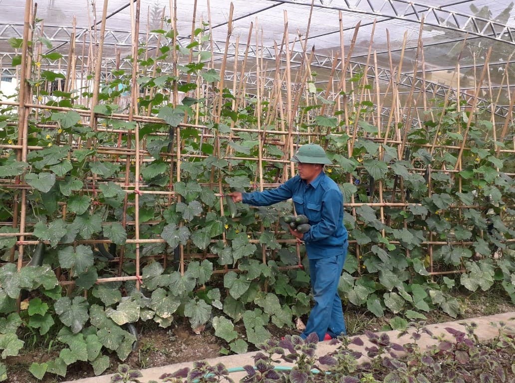 Hiệu quả từ mô hình trồng dưa chuột Nhật Bản