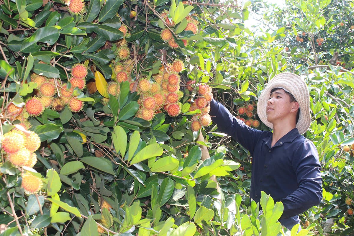 Phát triển nông nghiệp công nghệ cao ở huyện nông thôn mới kiểu mẫu
