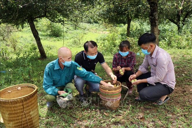 Hợp tác quốc tế để hỗ trợ vùng dân tộc thiểu số