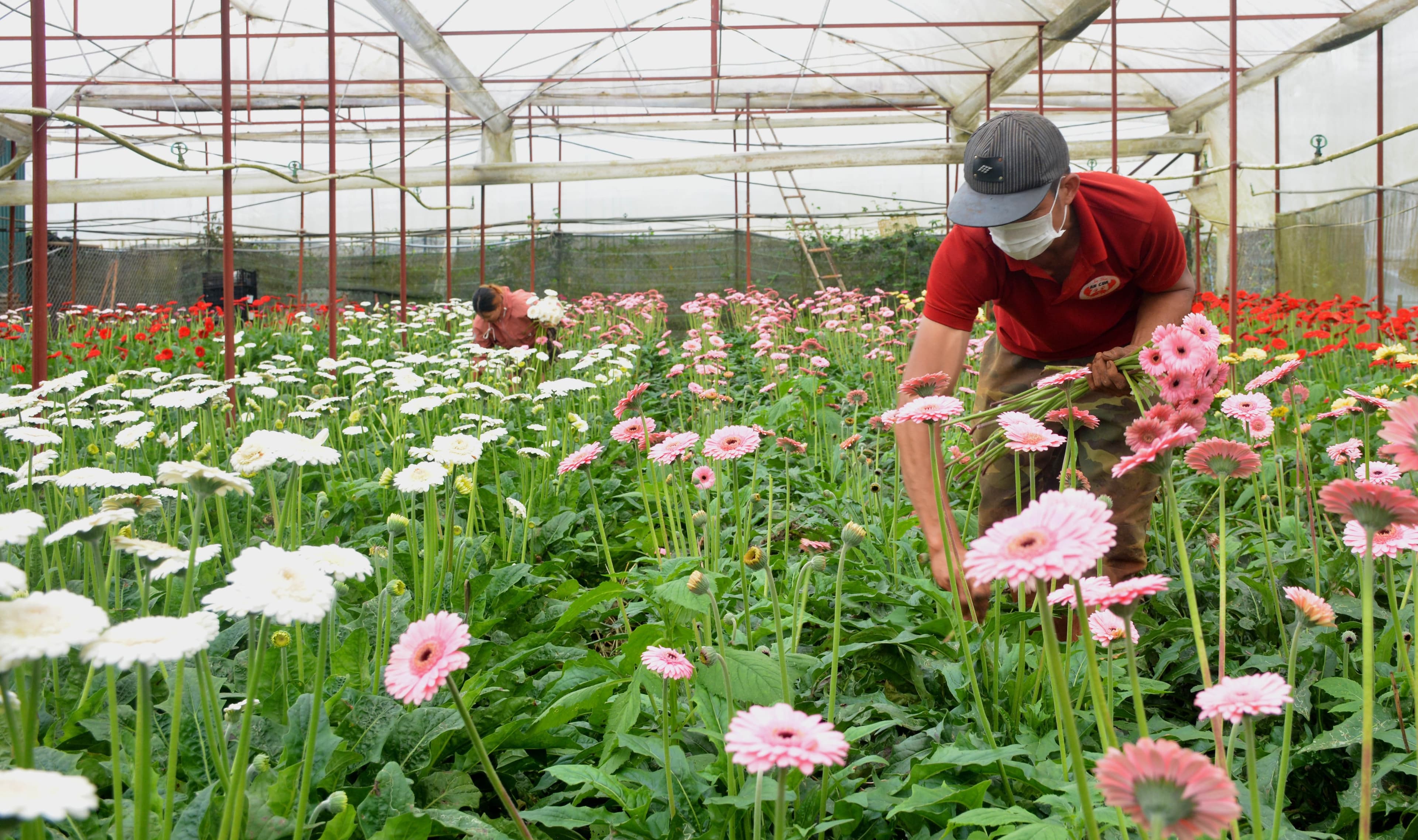 Chuyển đổi sản xuất nông nghiệp ứng phó với đại dịch