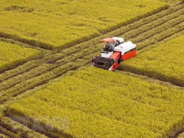 Vựa lúa thiếu hụt... lúa giống