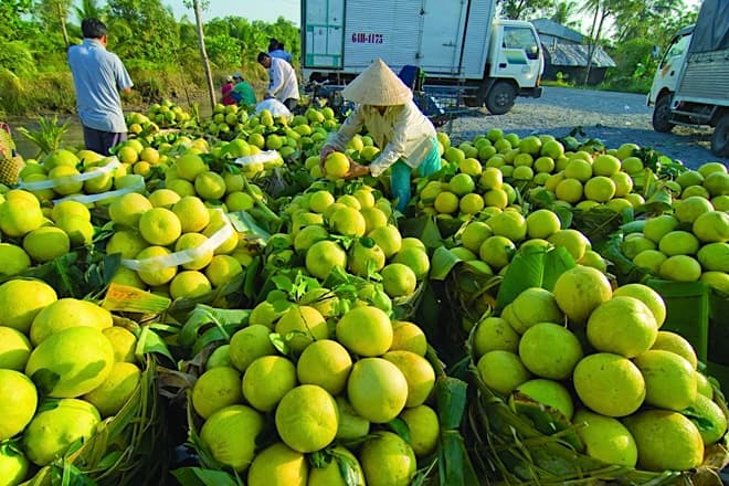 Thương mại điện tử và câu chuyện tiêu thụ nông sản