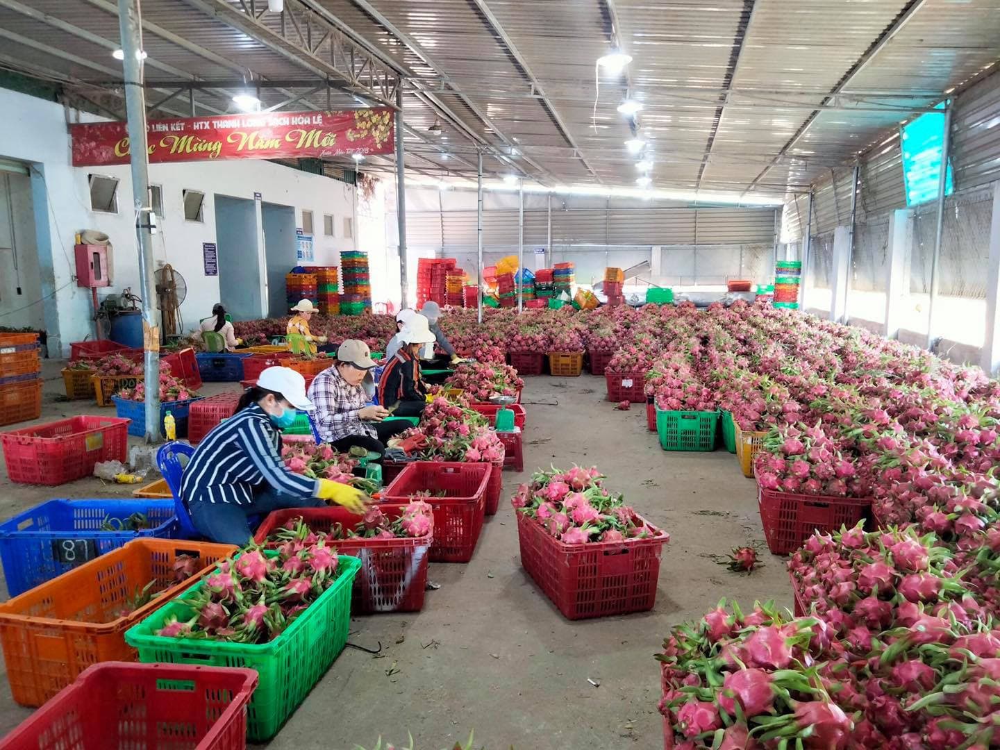Thanh long Bình Thuận tiếp bước vải thiều Lục Ngạn được bảo hộ chỉ dẫn địa lý tại Nhật Bản
