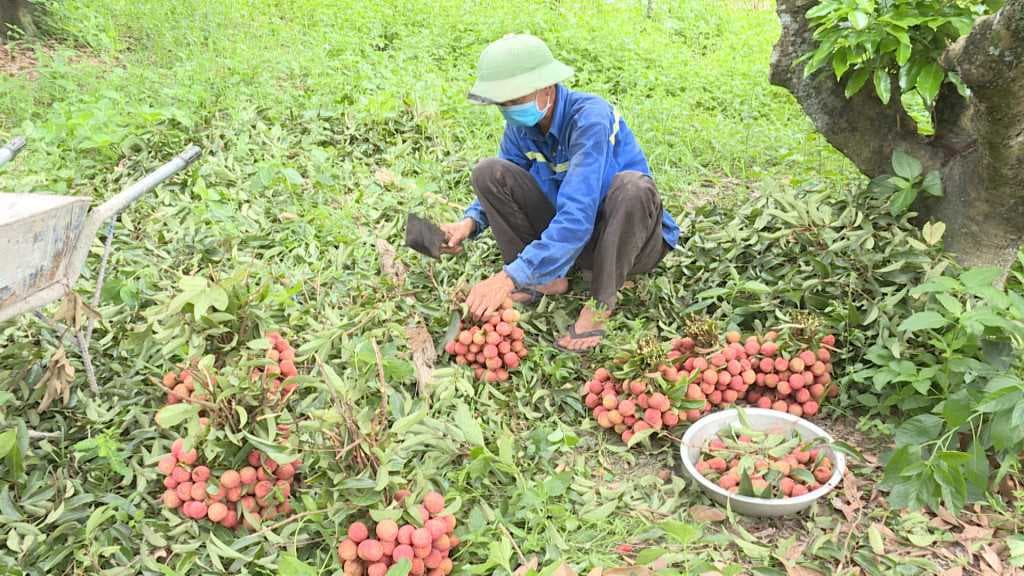 Vải thiều ở Đông Triều