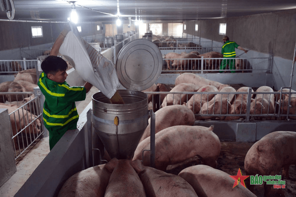 Gỡ khó cho chăn nuôi để bảo đảm nguồn cung thực phẩm