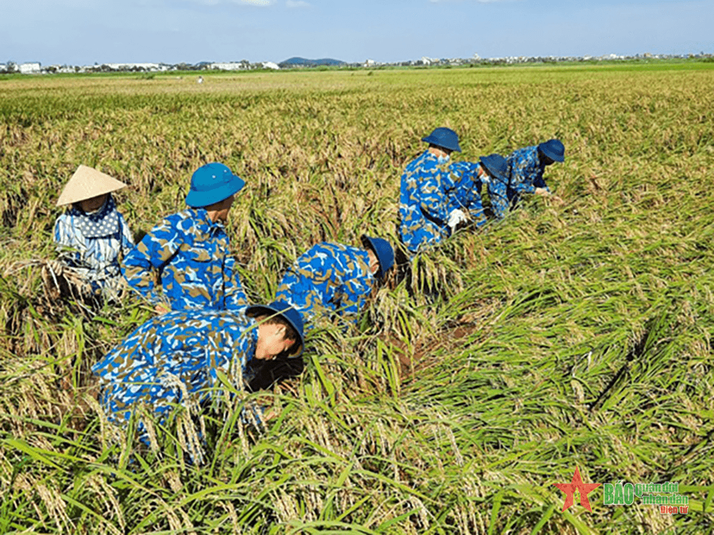 Ấm tình quân dân mùa gặt