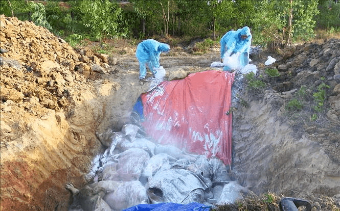 Triển khai các biện pháp quyết liệt phòng, chống bệnh dịch tả lợn châu Phi