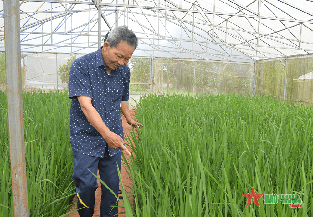 Người đàn ông "gàn dở" và "hạt vàng 36" trên cao nguyên đỏ