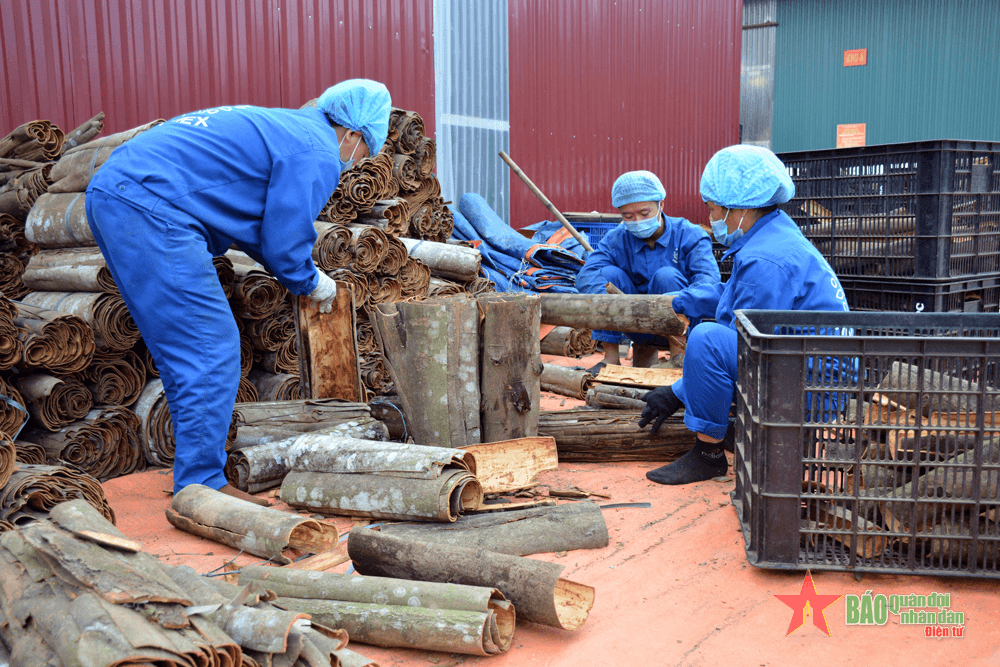 Phát triển kinh tế dưới tán rừng ở các tỉnh Trung du và miền núi phía Bắc