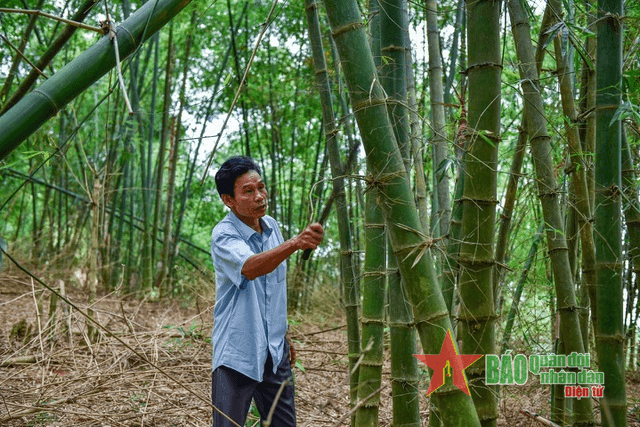 Rừng luồng khuyến học