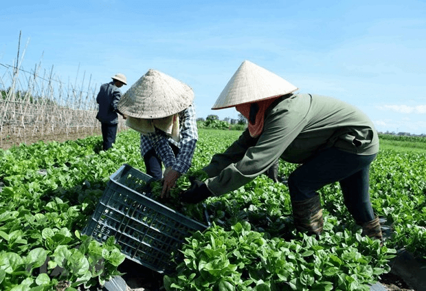 Tiếp tục triển khai hiệu quả kinh tế tập thể, hợp tác xã