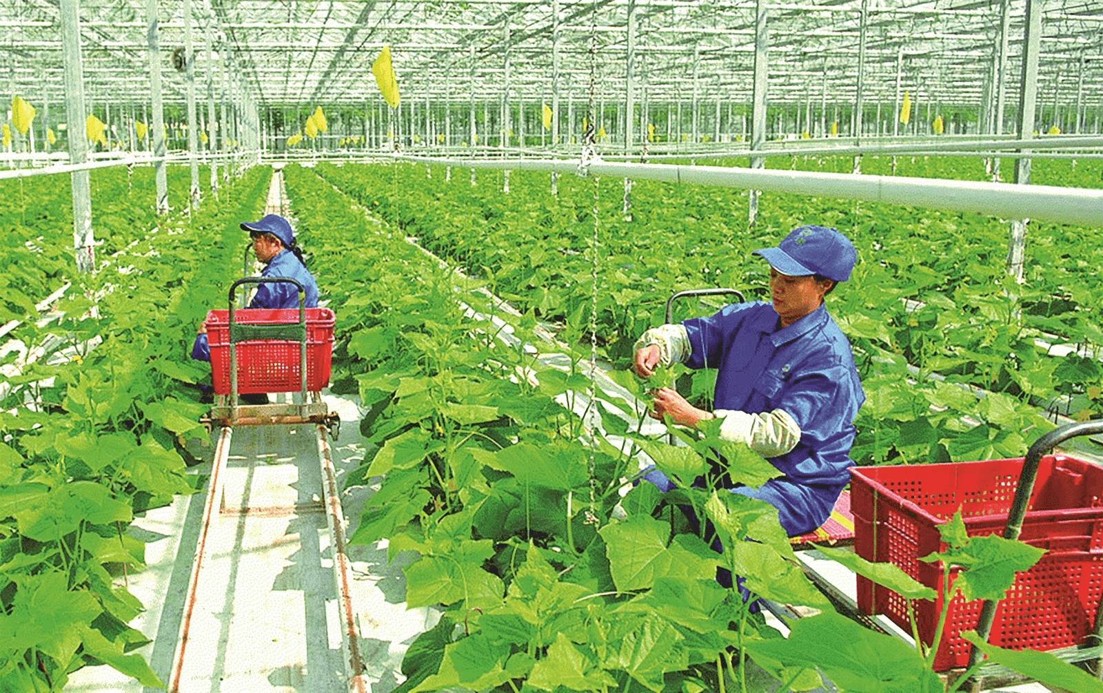 Hướng đến nền nông nghiệp bền vững