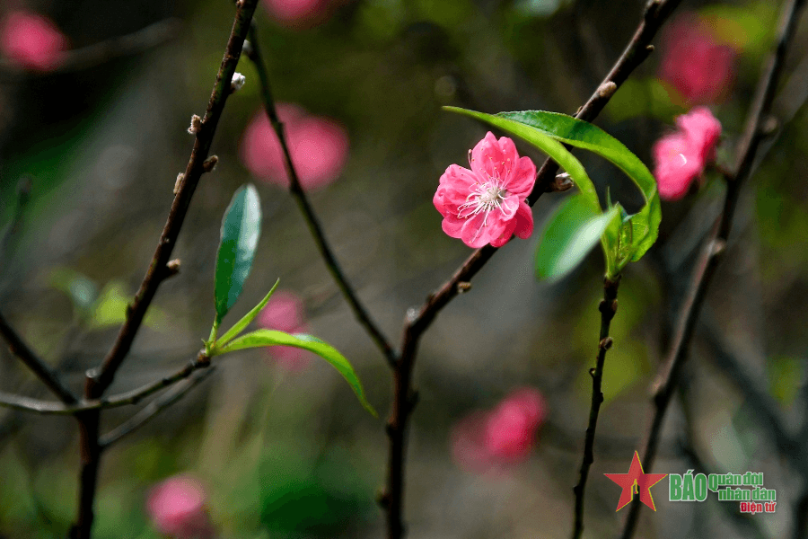Đào Tết xuống phố sớm