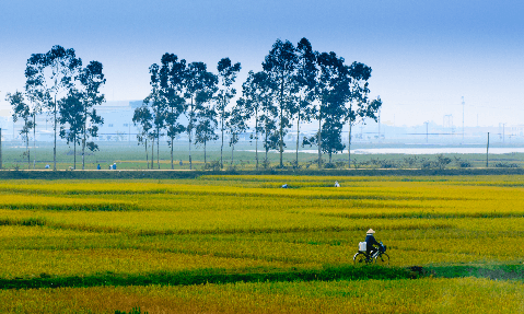 Từ trong ký ức: Ơn quê chiêm trũng