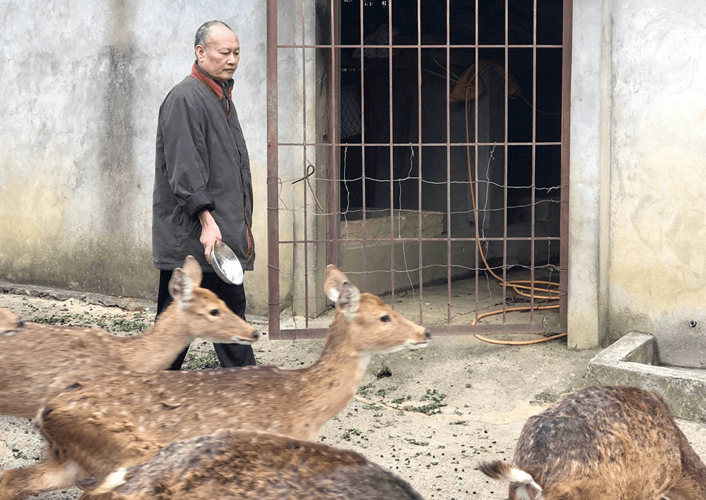 Phát triển kinh tế gia đình từ mô hình nuôi hươu