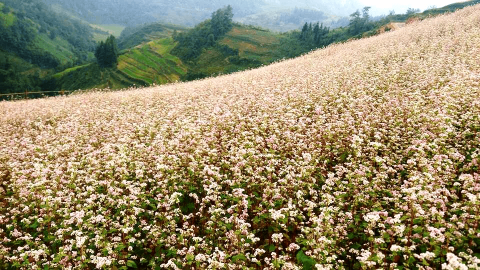 Những mùa hoa tam giác mạch