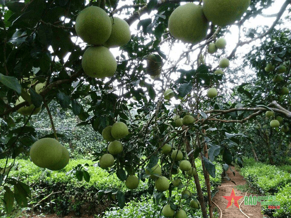 Niềm vui đặc sản bưởi Đoan Hùng "xuất ngoại"