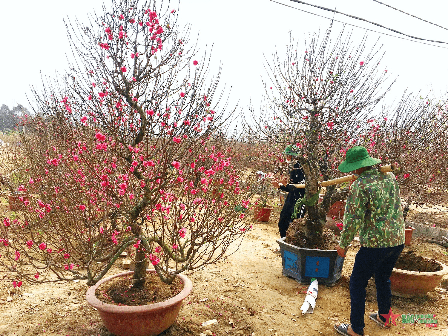 Thu nhập khá nhờ trồng đào cho thuê