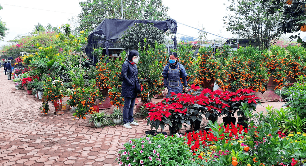 Đường Cổ Linh rực rỡ đón xuân