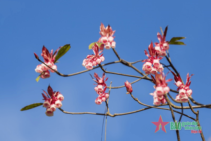 Hoa đào chuông quý hiếm nở rực rỡ trên đỉnh Bà Nà